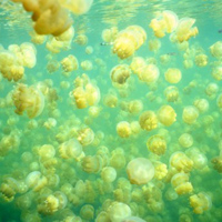     Jellyfish Lake